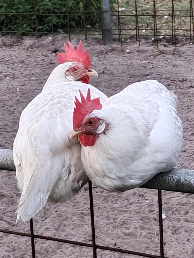 Ferienhof-Stoerwiese Arpsdorf Bagian luar foto